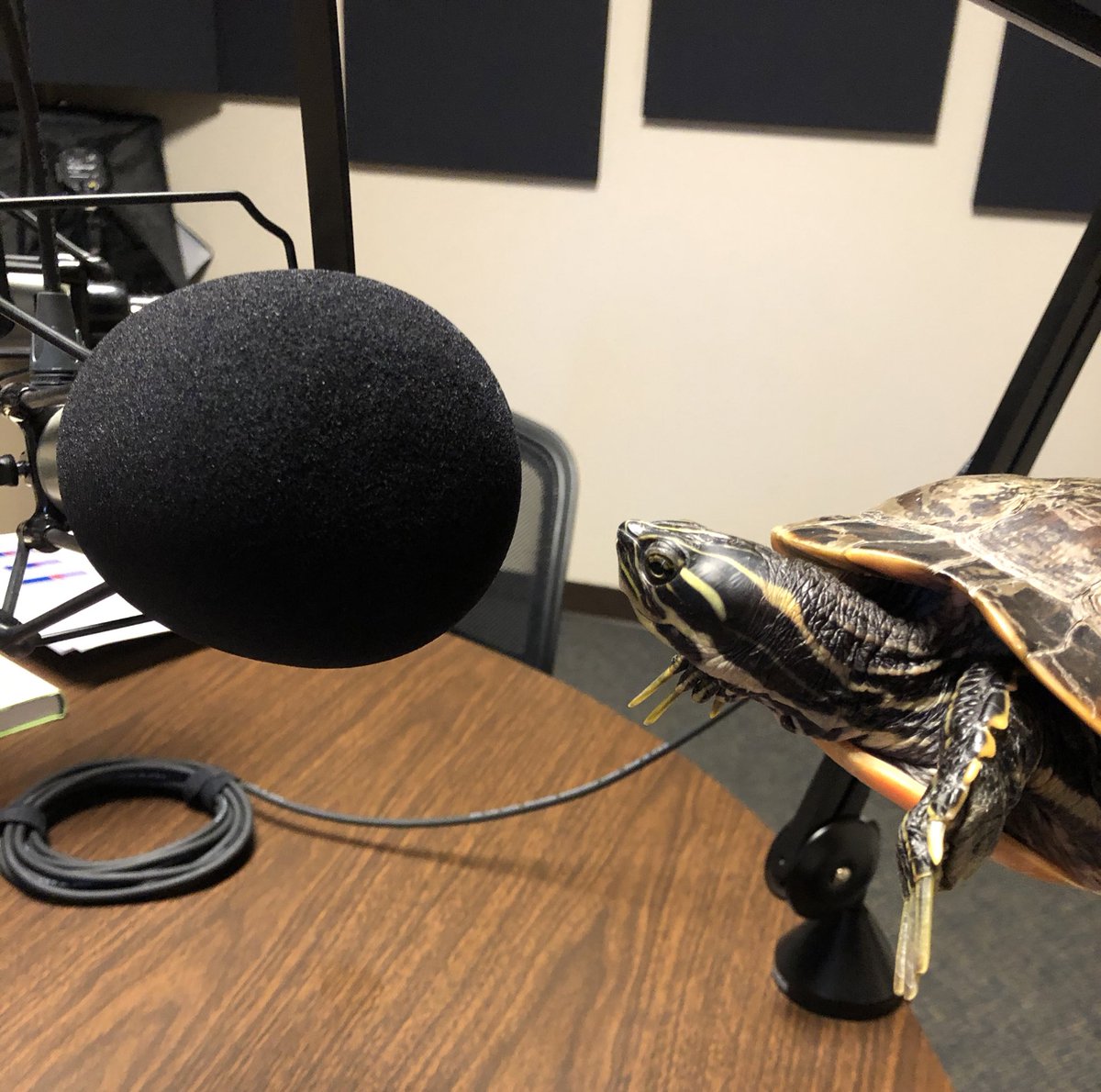 produceratalie's tweet photo. @DrSteveGreene When Gus Gus made his appearance in the studio for his own #Greenelines interview after Jen. ๐ https://t.co/BrsRrWnMN0