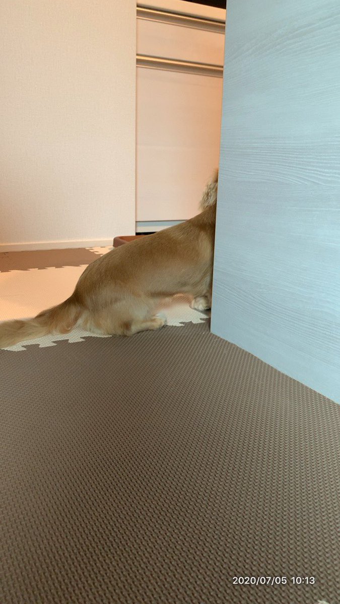 こむぎ🐶🌾 tweet media