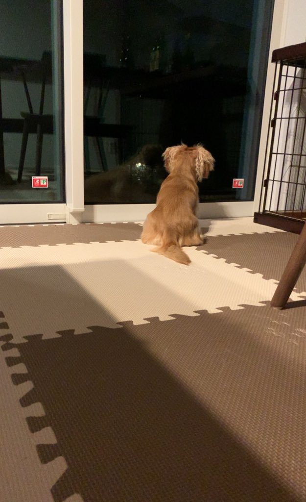 こむぎ🐶🌾 tweet media