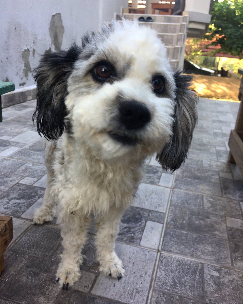 Fındık kamera görürse 😃🐶♥️
#animal #nature