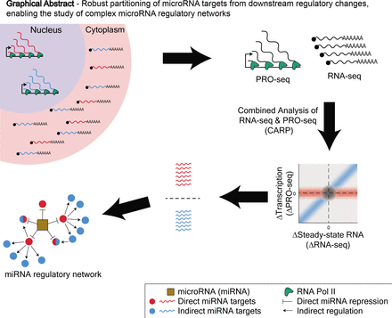 sciRPatel's tweet photo. Check out our (Grimson lab's) recent preprint for finding high-confidence #microRNA #targets and much more: "Robust partitioning of microRNA targets from downstream regulatory changes" https://t.co/K6SG3W8Cwi #bioRxiv 
#CARP #RNAseq #PROseq https://t.co/Okt6XqpHyE