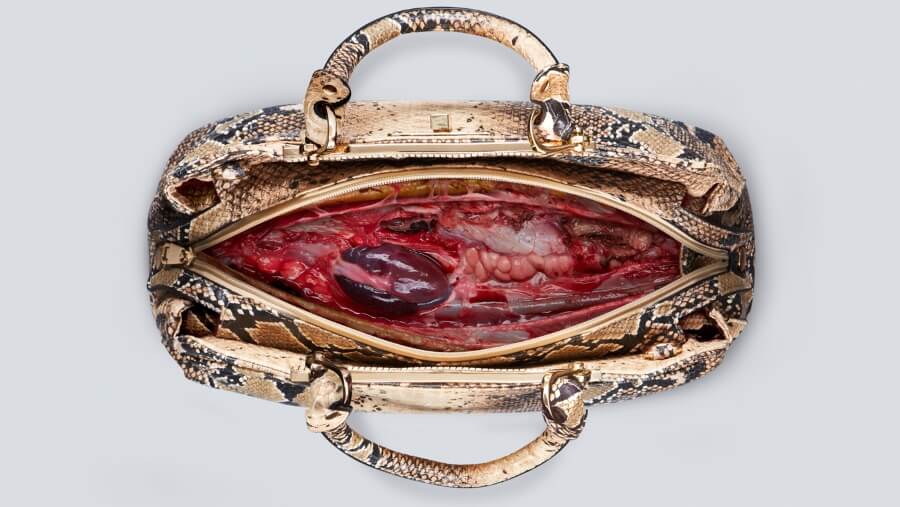 apnaodmsus's tweet image. Would you buy leather goods if this were showcased in the showroom? 

#ExtinctionRebellion #SaveAnimals #saveecosystem @animal_leaks @A_W_Global @Animals1st @AnipalWarrior @fightanimalss @RobRobbEdwards