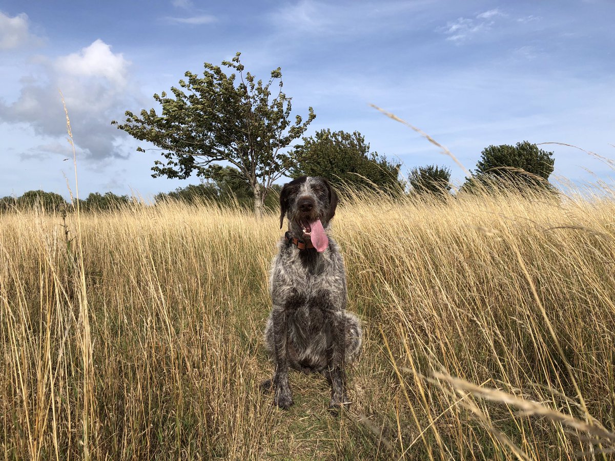 HayhurstBoo's tweet photo. Looks like we’re on safari #MeetBoo #tot #tongueouttuesday #happy #love #photo #photooftheday #dogsofinstagram #topdogphoto #photography #pointer #gwp #pointerlove https://t.co/3DD0YJHKKz
