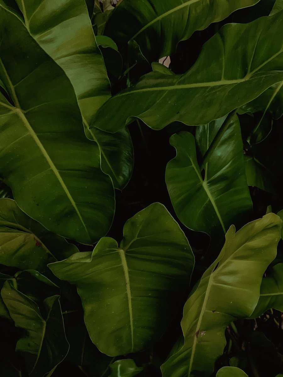 YoddStories's tweet photo. 🍃 https://t.co/9mGgfV3rCv