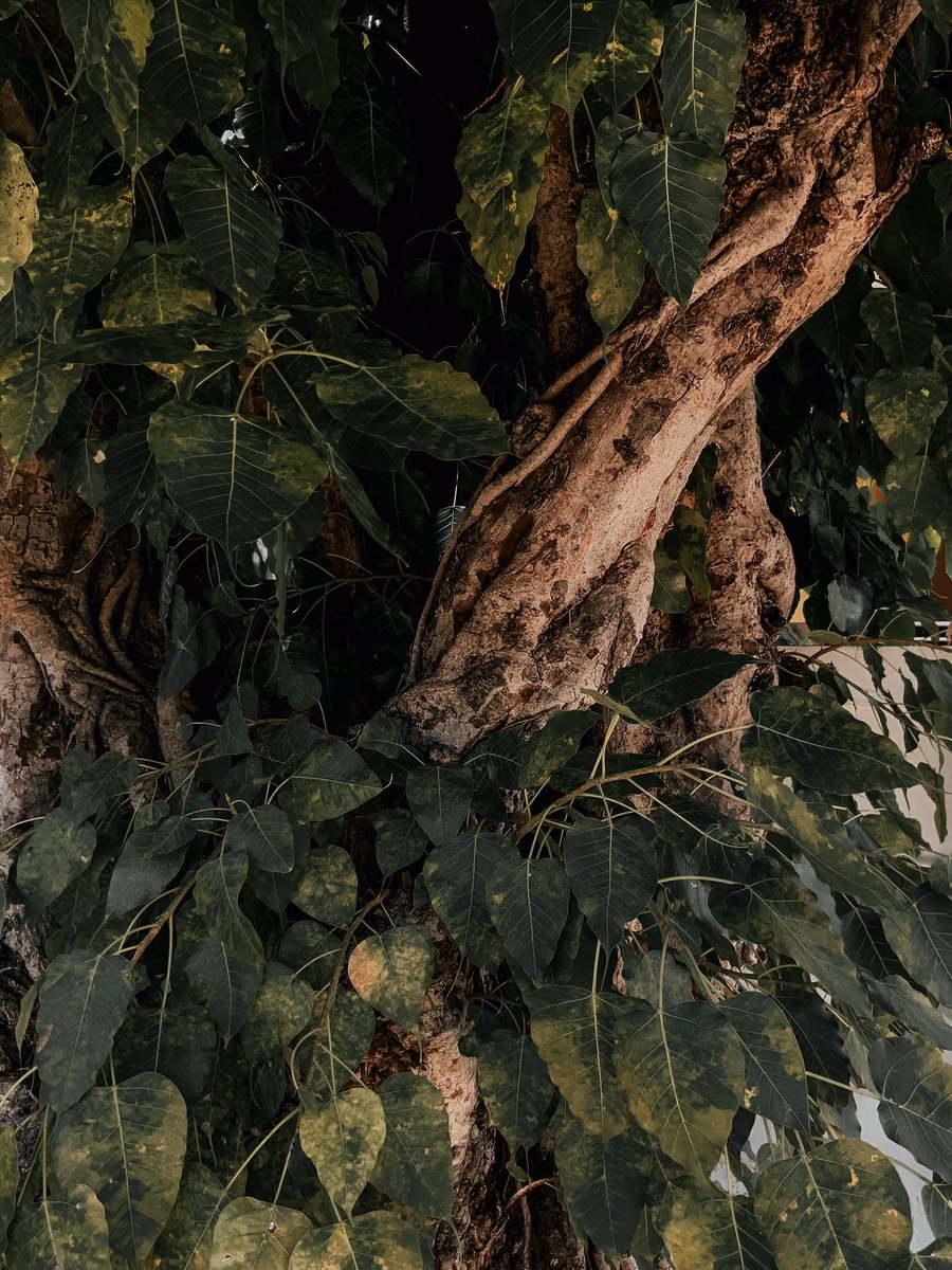 YoddStories's tweet photo. 🍃 https://t.co/9mGgfV3rCv