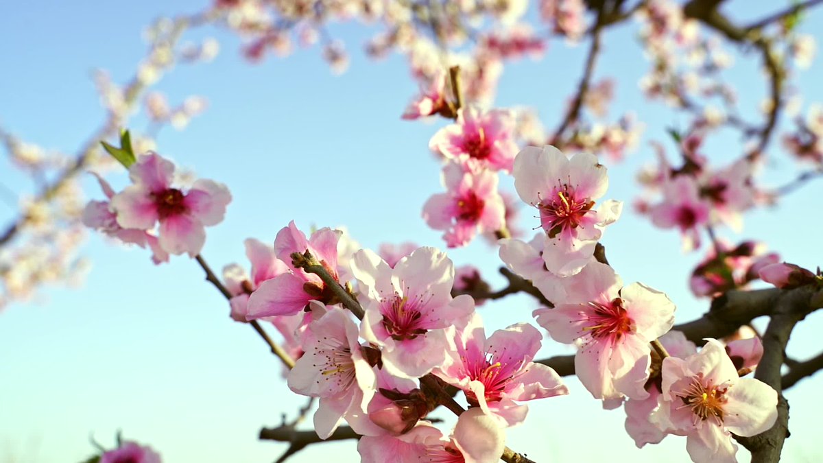LiJorien's tweet photo. Goedemorgen allemaal en een fijne dinsdag. ☕🌷🌸🍀 https://t.co/M1JuRimHyo