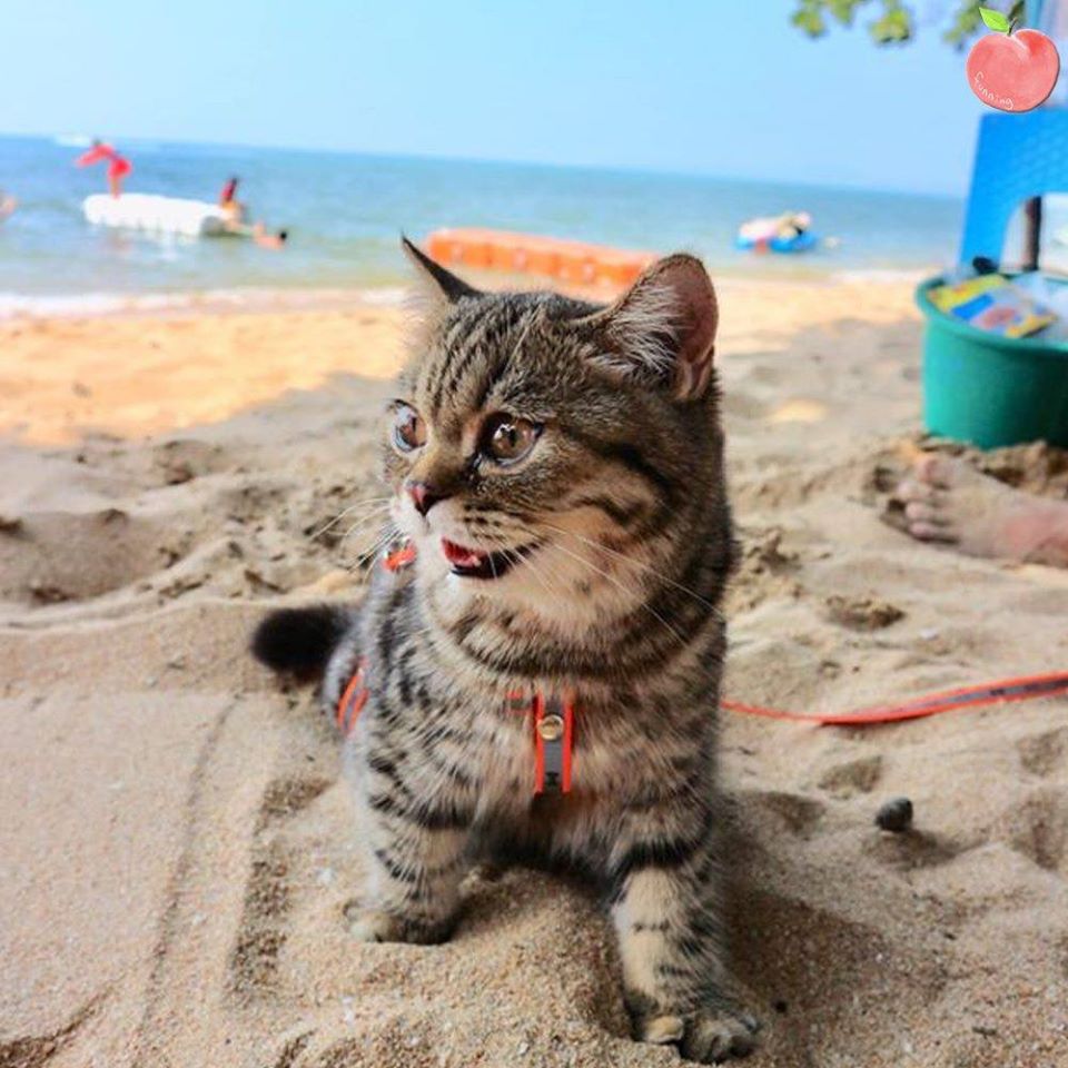 貓 - 一隻去海邊度假的貓。 Ed_r8szU4AAJA2e