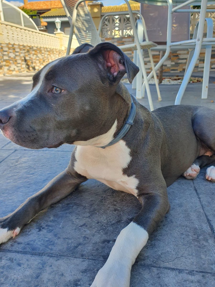 ElGarcess's tweet image. Es q joder, miradla ostia es preciosa