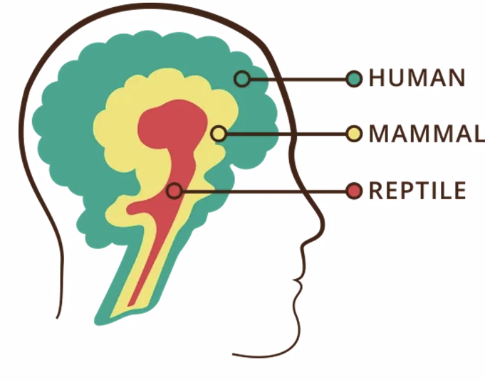 Triune brain theory (1949) Assumption that development proceeds in a hierarchy. Brain develops over evolutionary stages."A fundamental misunderstanding of evolution" (not linear, not always about progress)."A human brain is not more evolved than a croc brain"