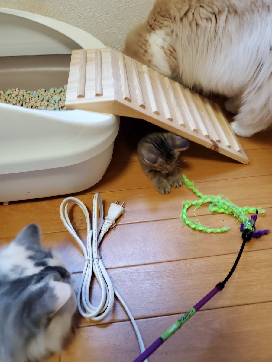 猫カフェジュエリー