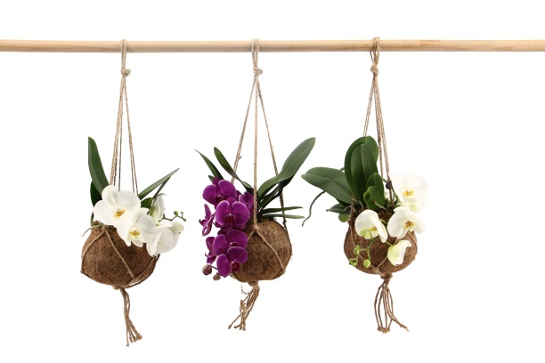 Going into the wild met onze Your Natural Orchid in Kokodama hangpot! Een stoere en stijlvolle aanvulling op iedere urban jungle. 100% plasticvrij, 100% natuurlijk! 

Benieuwd? Neem contact op met: sales@stolkflora.nl