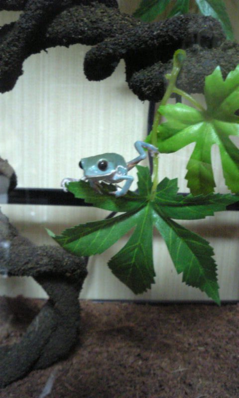 mo_Apistogramma's tweet photo. 昔飼ってたカエル🐸
餌のコオロギがたまに脱走してたな〜
そういえばコオロギって壁を垂直に登っててびっくりしたっけ

#ワキシーモンキーフロッグ
#カエル https://t.co/yINwf0etJM