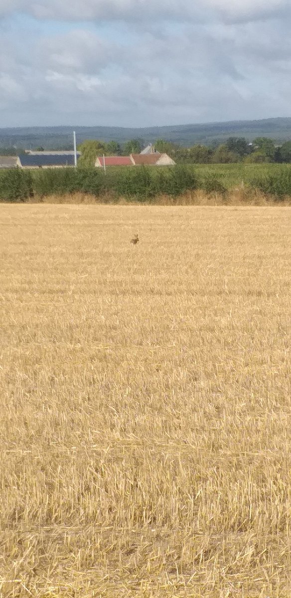 franck_fllhm's tweet photo. #campagnenormande
#laitnormand
#lerustique https://t.co/psyc1WwZnD