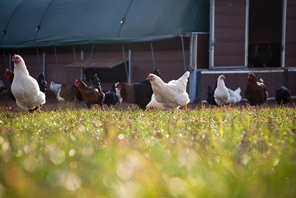 Drumanilra Organic Farm tweet media