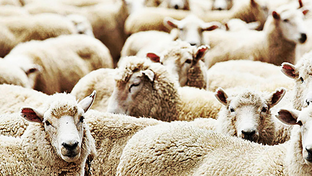 Kurban Bayramı Öncesi Şarbon Hakkında Hatırlanması Gerekenler. Bilgi Notu İçin: klimik.org.tr/?p=81223