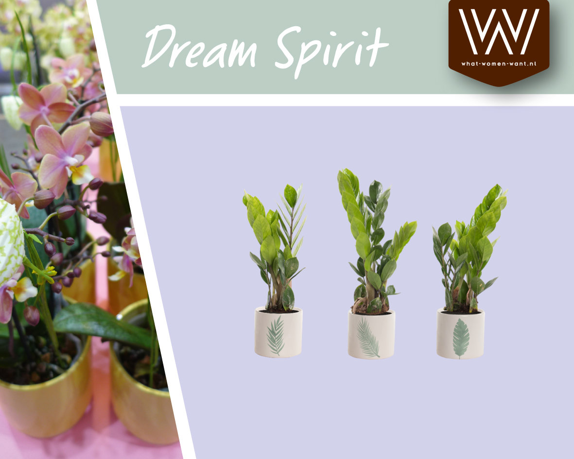 In onze collectie DREAM SPIRIT is ook de Zamioculcas opgenomen.
Info kan opgevraagd worden via ow.ly/oCD150AGgg7

#collectie #dreamspirit #zamioculcas #whatwomenwant