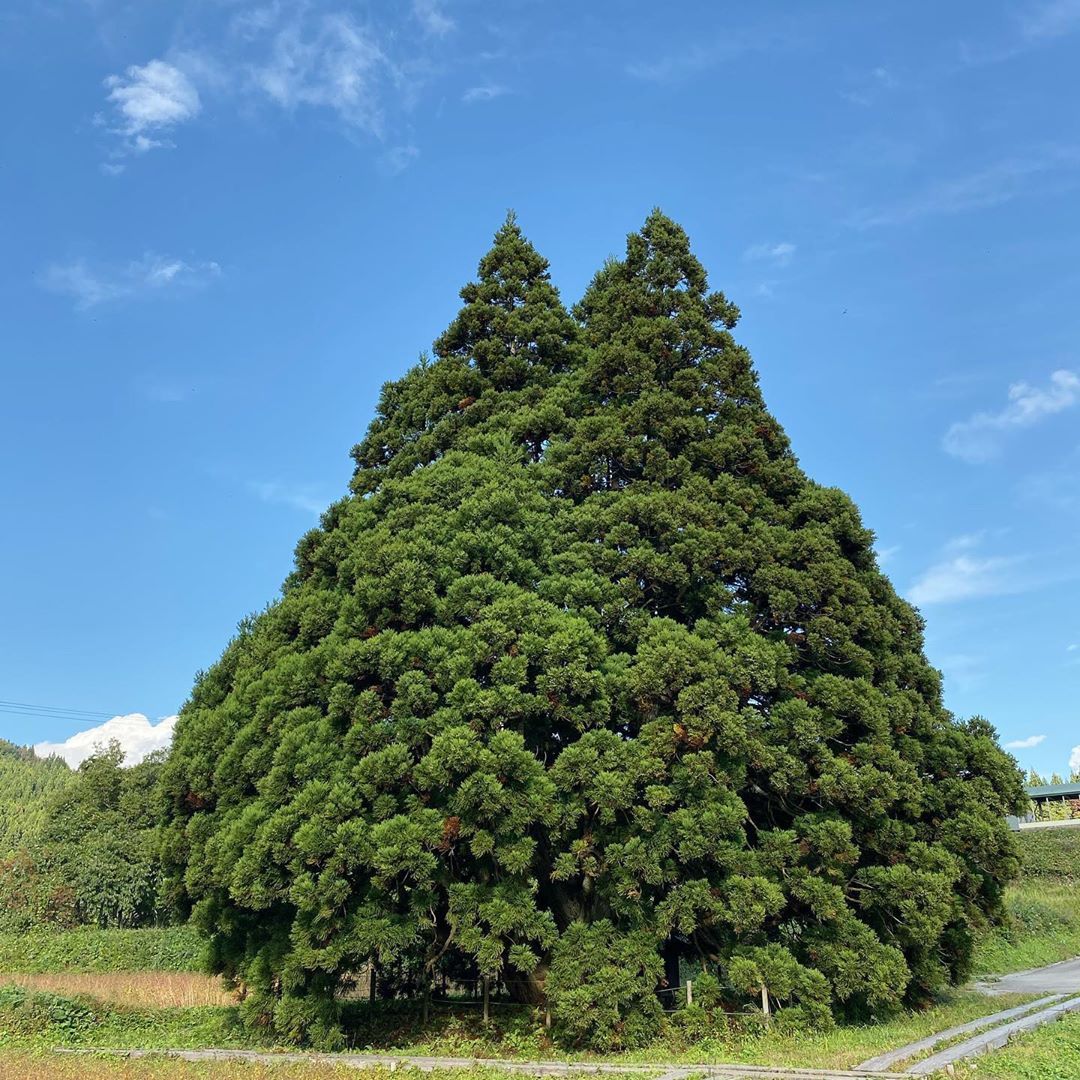 9GAG's tweet photo. Totoro tree

📸  bonpon511, ghibli24_7, yusa__style_ | IG
📍 Sakegawa, Yamagata, Japan https://t.co/hs1lJdaMxW