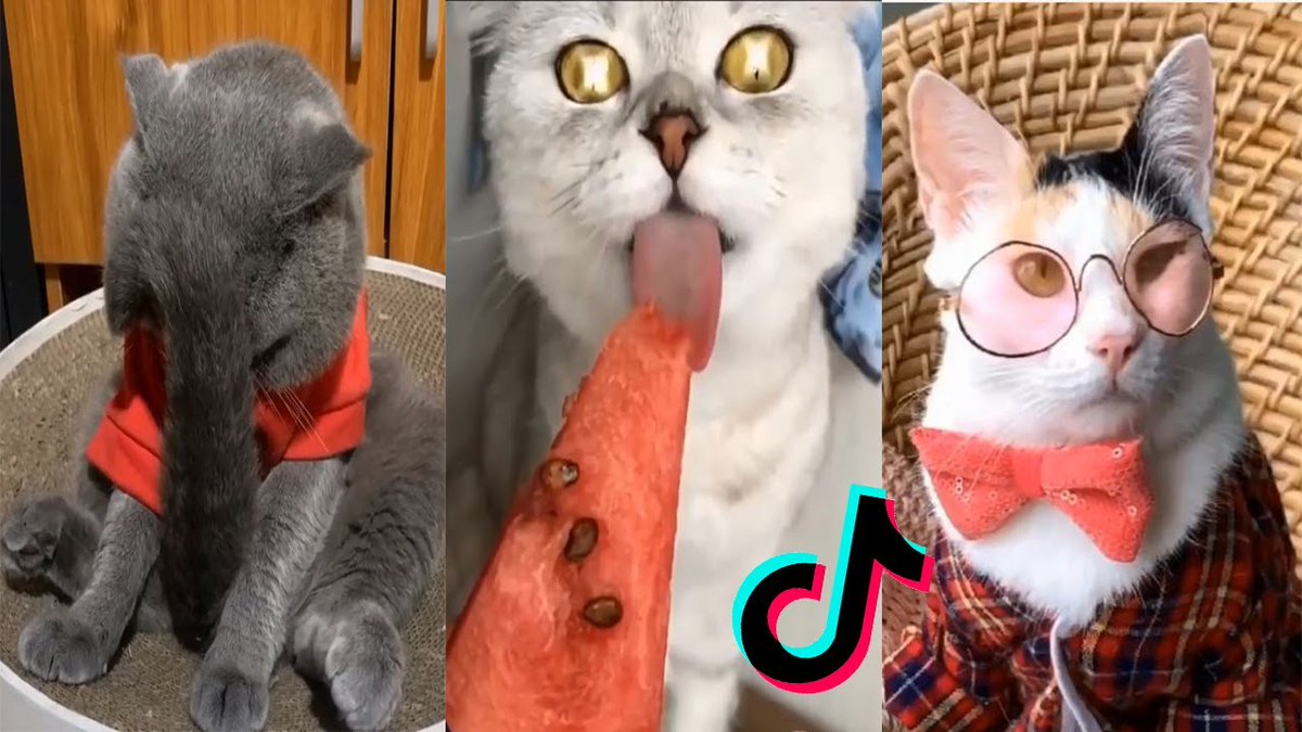 MeowMoeDotCom's tweet photo. Cat Memes Tiktok Cats Being Cats Compilation Funny ...
 
#Cats #Cat #Kittens #Kitten #Kitty #Pets #Pet #Meow #Moe #CuteCats #CuteCat #CuteKittens #CuteKitten #MeowMoe #CatDankMemes #CatFails2020 #CatMeme #CatMemes2020 #CatMemesCompilation
 
https://t.co/1hjkH3U5J8 https://t.co/UNBpPfT1wQ