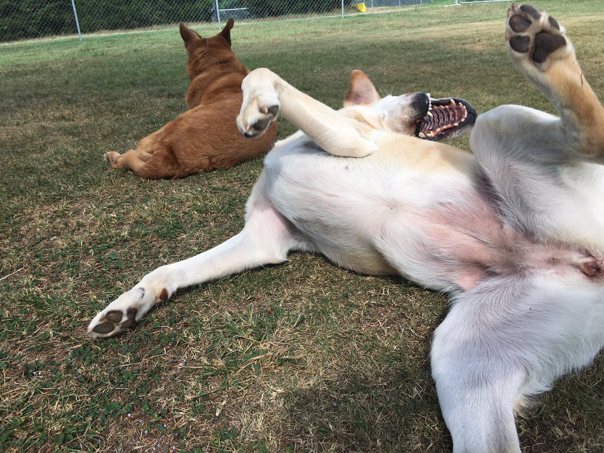 PoindexterPark's tweet photo. Chumlee being oh-so-modest while rolling in the grass. 🤭
#lab #labradorretriever #yellowlab #labsoftwitter #rollingdog #happydog #dogboarding #dogsitter #dogvacation #happylab #playingdog #playtime #modest #modesty #letitallhangout #louisava #lakeanna #poindexterparkpets https://t.co/daNNWZDHUx