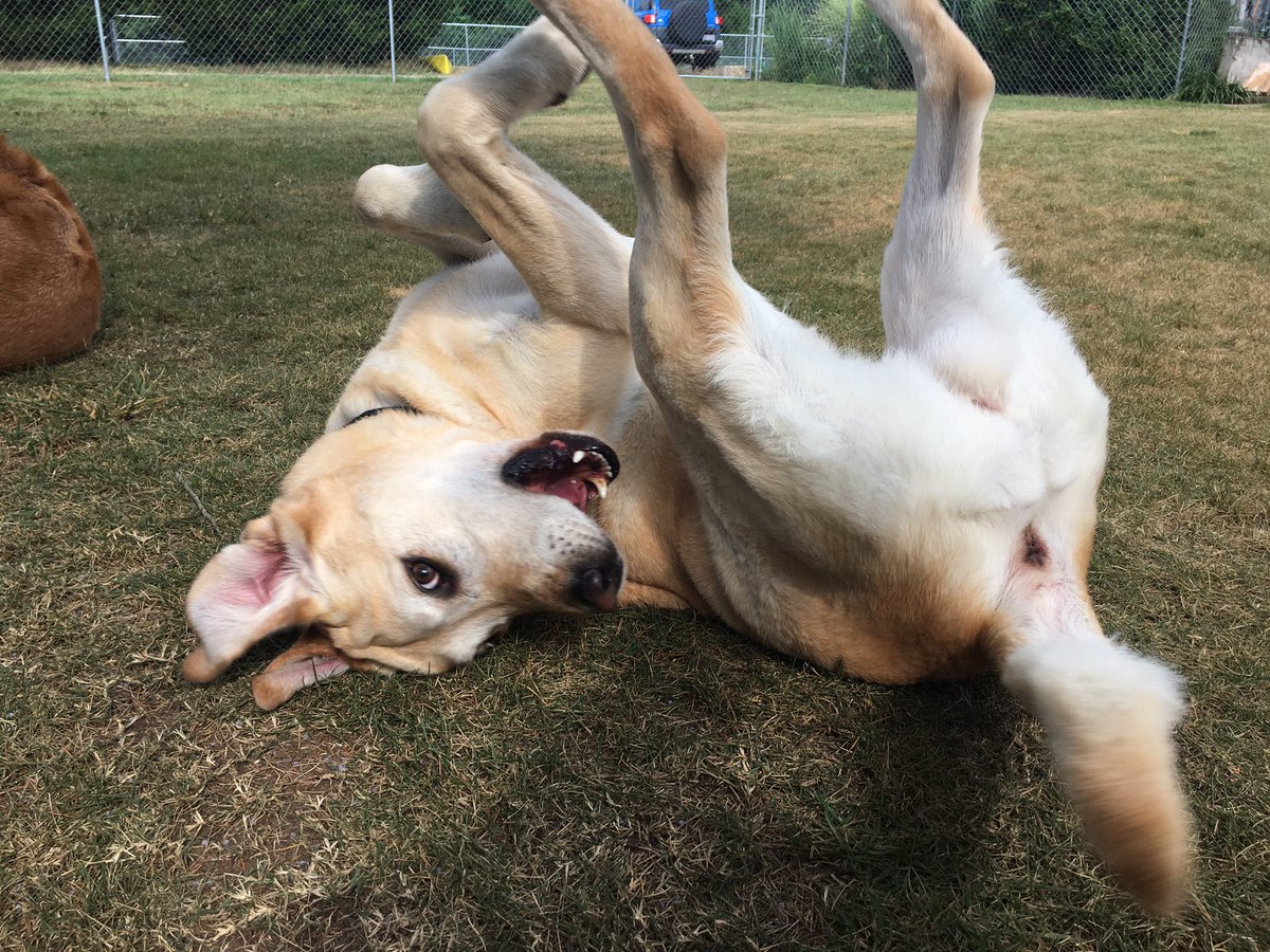 PoindexterPark's tweet photo. Chumlee being oh-so-modest while rolling in the grass. 🤭
#lab #labradorretriever #yellowlab #labsoftwitter #rollingdog #happydog #dogboarding #dogsitter #dogvacation #happylab #playingdog #playtime #modest #modesty #letitallhangout #louisava #lakeanna #poindexterparkpets https://t.co/daNNWZDHUx