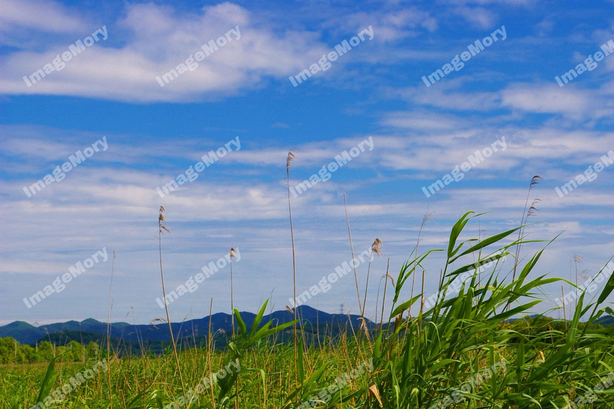 ImgaeM's tweet photo. #個人の写真販売ができる
#あの空の下で
心も揺らぐような写真。ImageMoryで売ってみませんか？
#imagemory
#photo
#travlephoto
#自然
#感性
#感性的な写真
#写真販売
#作品写真
#写真好き
#写真が好き
#癒し
#癒される風景
#癒しの空間
#青空が好き
#心が落ち着く
#葦と青空
https://t.co/jj0SiAkWo0 https://t.co/tW0dIUhjxb