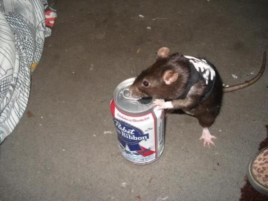 partyhard rats or just going thru some shit rats either way good rats. you're trying your best i respect that