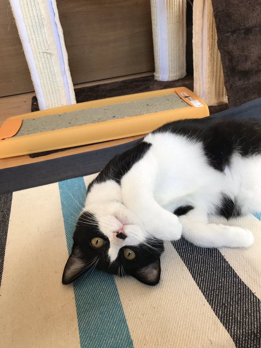 かわいいと言われ続け 野性を失った猫が話題