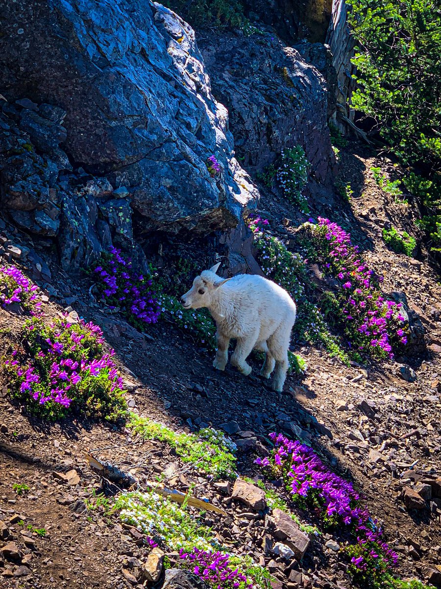 Kati_Explores's tweet photo. Let me interrupt your scrolling with some mountain goats I saw on Mount Ellinor 😍😍😍 #PNW #GOAT https://t.co/jr98cGIwEV
