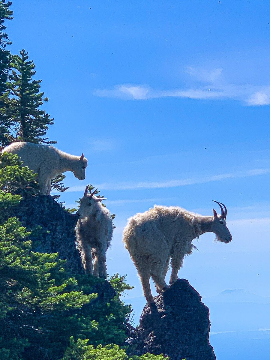 Kati_Explores's tweet photo. Let me interrupt your scrolling with some mountain goats I saw on Mount Ellinor 😍😍😍 #PNW #GOAT https://t.co/jr98cGIwEV