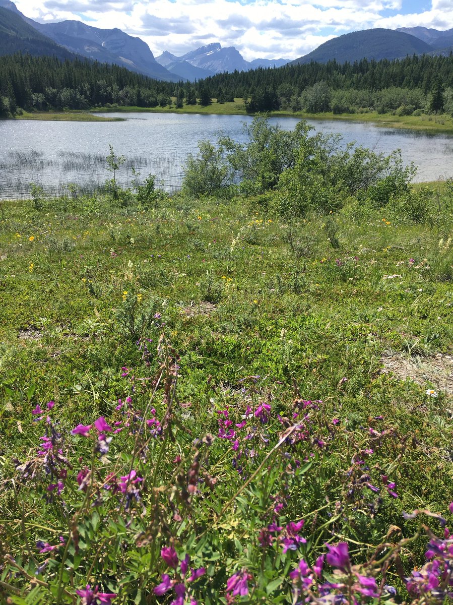 Bow Valley (PP):

#abpoli #ableg #IUseAlbertaParks