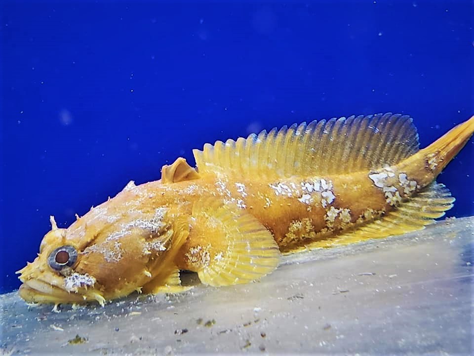 SaltyBeardsReef's tweet photo. Check Out The Salty Beards Reef For All Things Salty!!

#LetsGetSalty #toadfish #saltwaterlife #saltwaterfish #saltwaterhobbyist #saltwatertank #saltlife #saltwateraquarium #salty #oddball #wowfactor #strange #fish #fishstore #fishkeeping #fishlivesmatter #fishshopping #fishlife https://t.co/WxGRpHzaE5