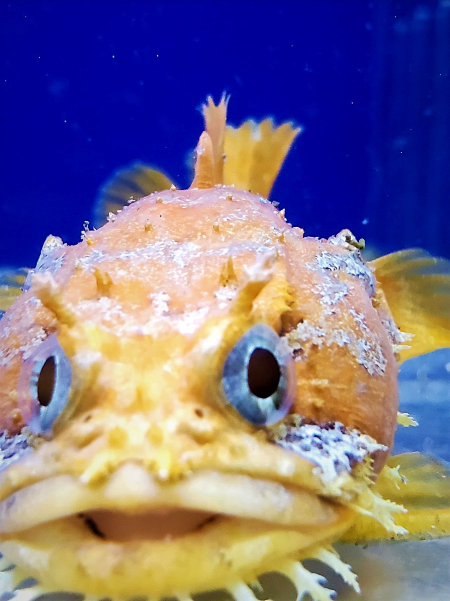 SaltyBeardsReef's tweet photo. Check Out The Salty Beards Reef For All Things Salty!!

#LetsGetSalty #toadfish #saltwaterlife #saltwaterfish #saltwaterhobbyist #saltwatertank #saltlife #saltwateraquarium #salty #oddball #wowfactor #strange #fish #fishstore #fishkeeping #fishlivesmatter #fishshopping #fishlife https://t.co/WxGRpHzaE5