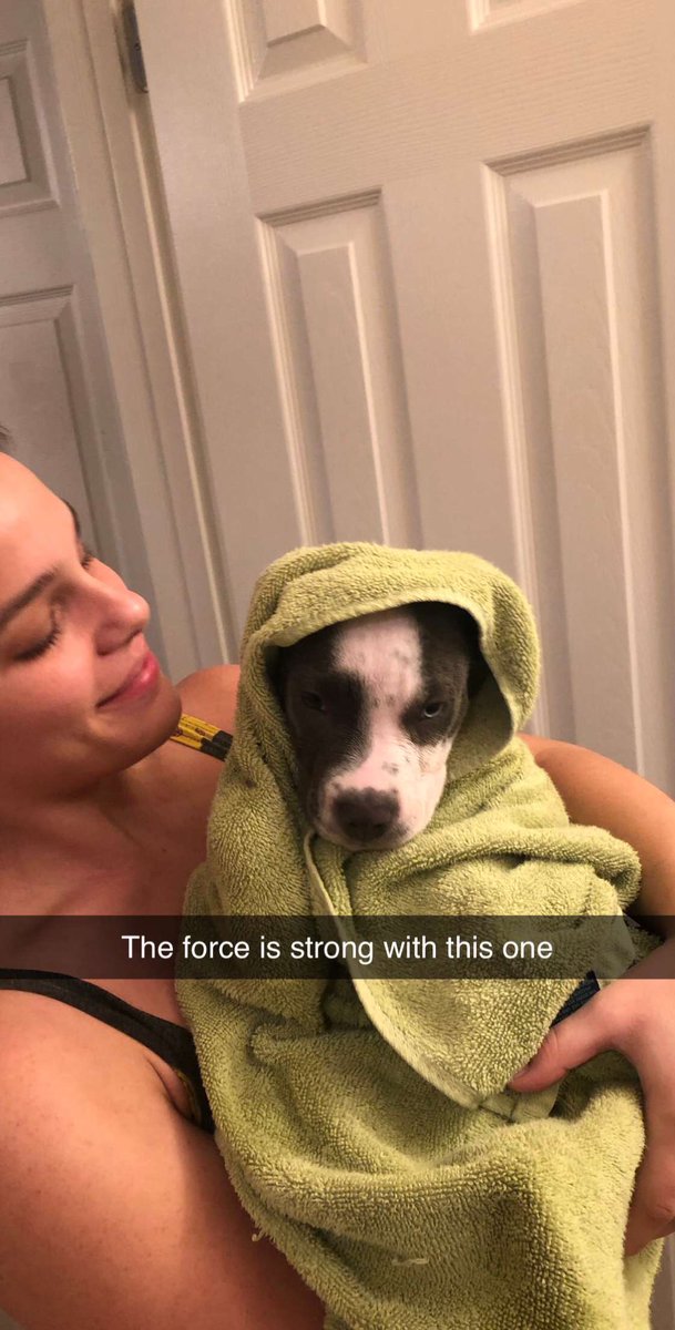 AbsAntman's tweet image. #pitbulllovers #StarWars