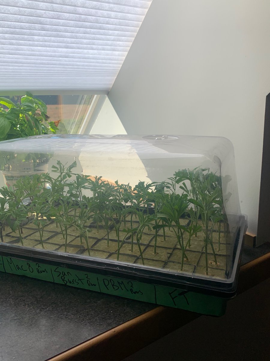 These will stay under indirect light, but fluorescent lights are fineYou don’t need a lot of light in fact direct light from the sun is too much in summerThis window has a white shade curtain which lets some light in- the basil in the back gets direct light, these are shaded
