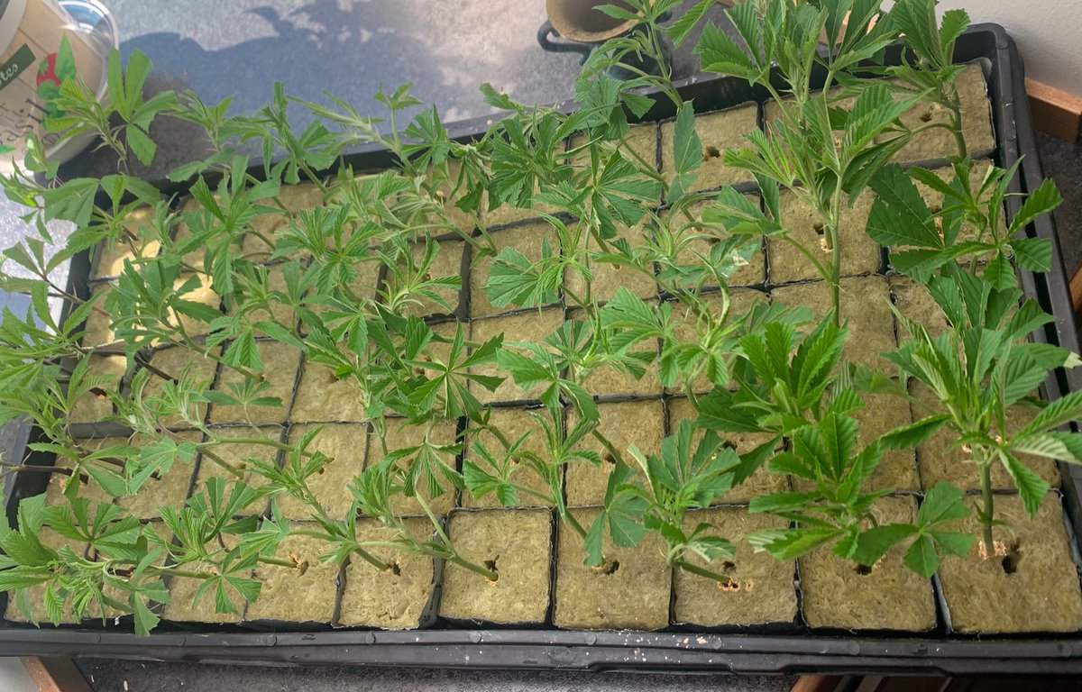 Don’t let unruly cuttings start pushing around the others in the tray, grab them and tough them up with a bend or push in the other directionI move smallest cuts to the outside edge for best light accessAfter a day or so they will orient themselves towards the light source