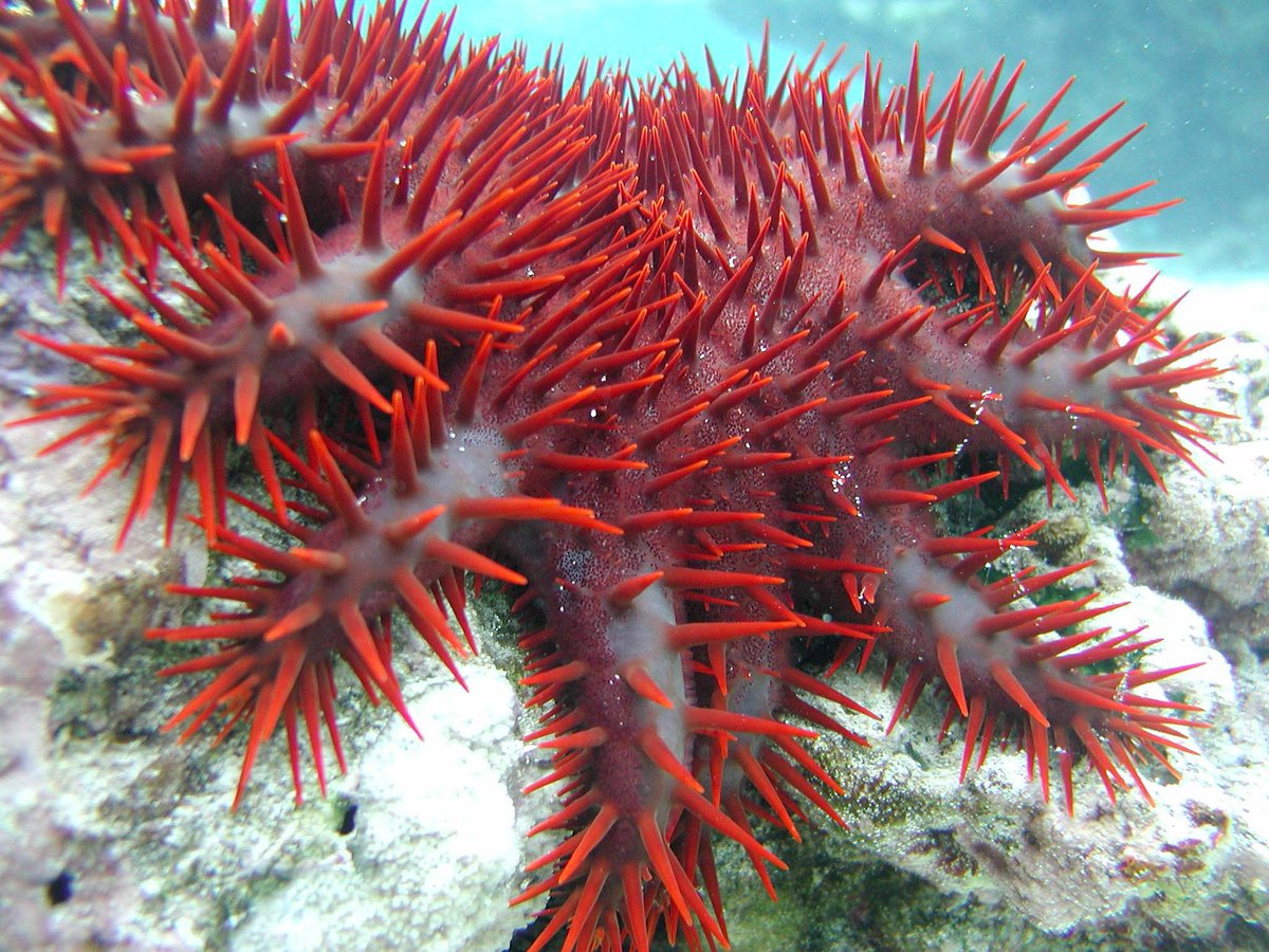 SydneyUni_Media's tweet photo. What do baby crown-of-thorns starfish eat? ✴️🌊

New research shows they have a highly varied died, including bacteria. This matters for reef conservation efforts. 

Read why: https://t.co/vEREluT4uA https://t.co/H1eXmXzOAR