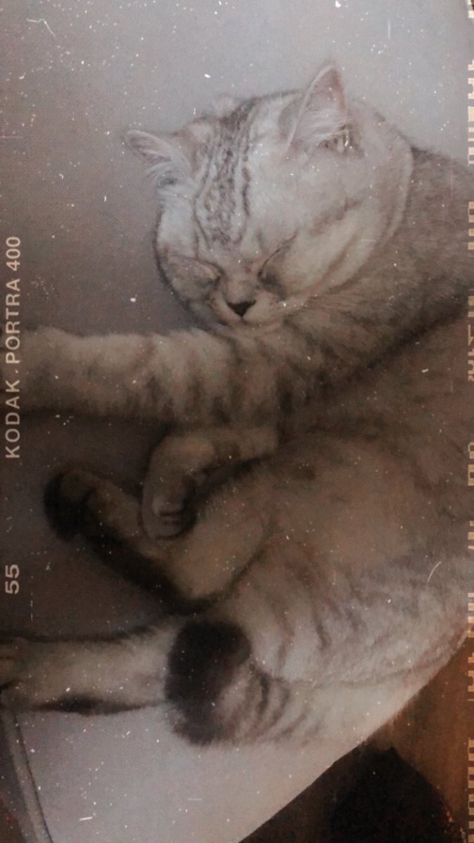 Erika_Marucci's tweet photo. #cats just make me so happy ❤️ #love https://t.co/YnJBi3W7vK