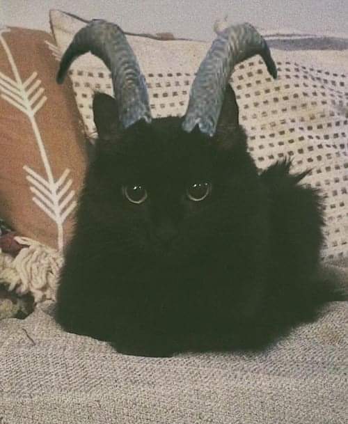 darkefodase's tweet photo. Coloquei um darkpsy pra ouvir meu gato ficou diferente. https://t.co/e2Aov0ZPzg