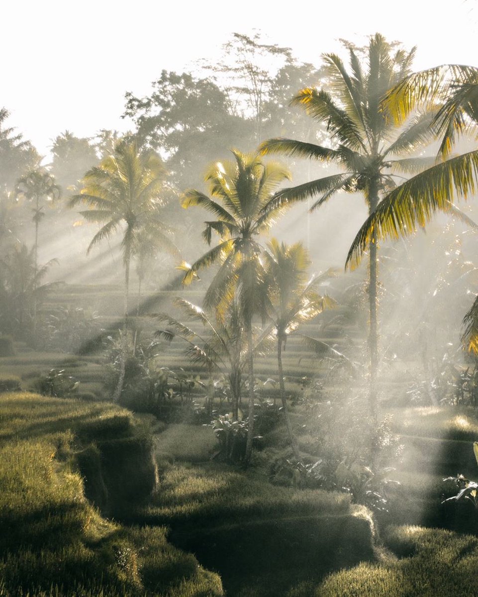 earth's tweet photo. Rice terraces in Bali, Indonesia. https://t.co/1iszpcRv74
