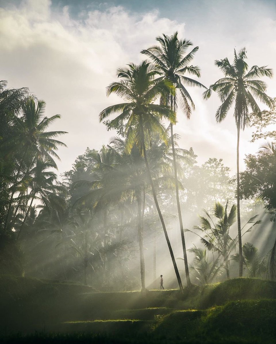 earth's tweet photo. Rice terraces in Bali, Indonesia. https://t.co/1iszpcRv74