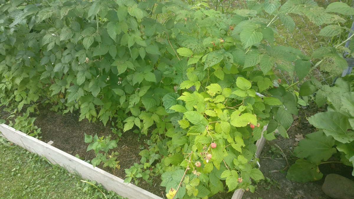 williamformn's tweet photo. Raspberries are finally bearing! https://t.co/jipj0XsoQu