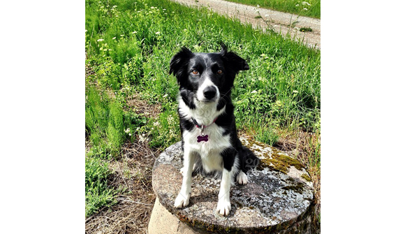 mc_pinty's tweet image. Use your fingers for more intricate grooming
amzn.to/2Ck1sKl 

#lovedogs #ourpitpage #ourpitpage #pibble #pit #pit #pitbull #pitbulladvocate #pitbullinstagram