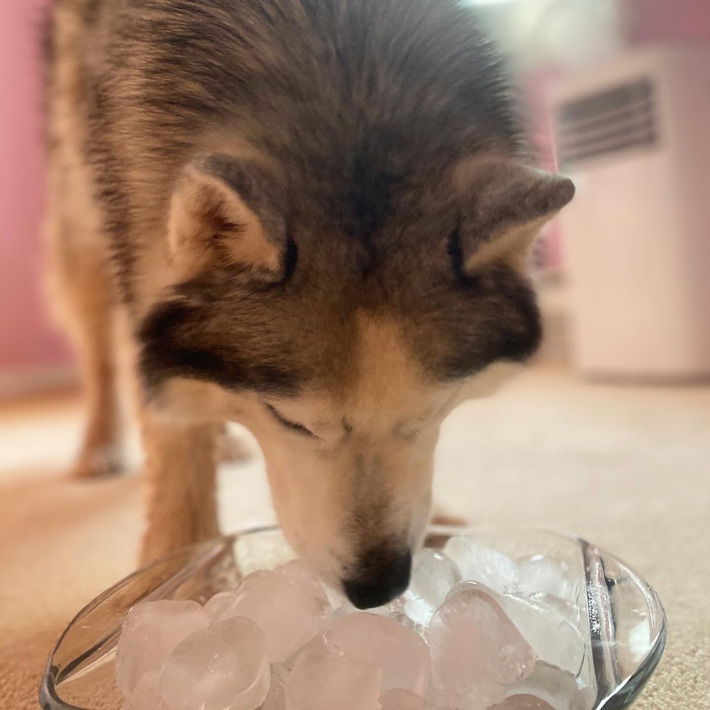 nxkimb's tweet photo. Keeping this husky pup cool during this unreal summer heat ! I’m not complaining! It’s just hard being a husky in the summer time. #airconditioning #ice #fans #earlymorningruns #swimming #pei #husky #huskies #icecream #lateeveningwalks #chillhisfood #moreice #ice #winterseasonpup https://t.co/OPsamdohTz