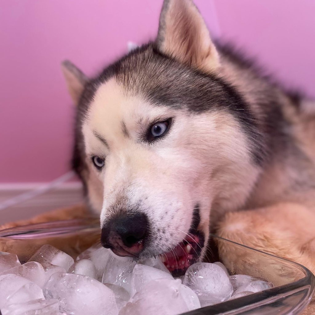 nxkimb's tweet photo. Keeping this husky pup cool during this unreal summer heat ! I’m not complaining! It’s just hard being a husky in the summer time. #airconditioning #ice #fans #earlymorningruns #swimming #pei #husky #huskies #icecream #lateeveningwalks #chillhisfood #moreice #ice #winterseasonpup https://t.co/OPsamdohTz
