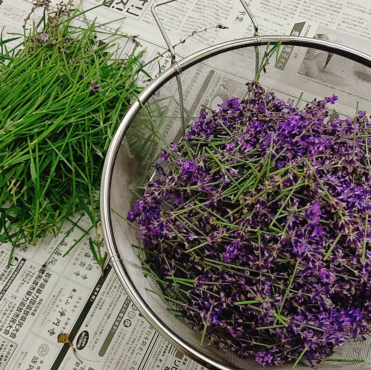 石神の丘美術館 花とアートの森 Twitterren 全館休館中 刈り取ったラベンダーで シーズンが終わり 来年にむけてラベンダーの刈り込み 作業を行いました 刈り取ったラベンダーは 花穂と茎に分けて 石神の丘のラベンダーを季節を通して楽しめるものを作ろうと