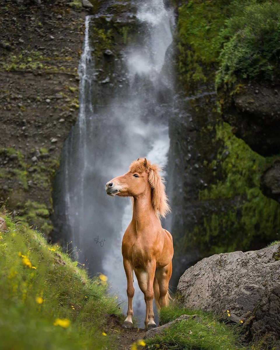 TRVLCreative's tweet photo. Where the horses roam 🐴

Iceland 🇮🇸
liga.liepinaa | IG https://t.co/kYztCdgGDb