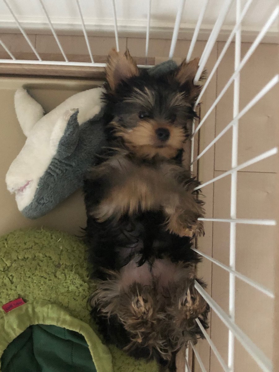 Yorkie Lulu Let S Play Mom Yorkshireterrier Yorkie Puppy Cute Dogs Doglovers Dogsofinstagram Dogsoftwittter ヨークシャテリア ヨーキー 子犬 かわいいと思ったらrt かわいい動物 いぬのいる暮らし いぬのきもち T Co Yorkie Lulu Let S Play Mom Yorkshireterrier Yorkie Puppy Cute Dogs Doglovers Dogsofinstagram Dogsoftwittter ヨークシャテリア ヨーキー 子犬 かわいいと思ったらrt かわいい動物 いぬのいる暮らし いぬのきもち T Co