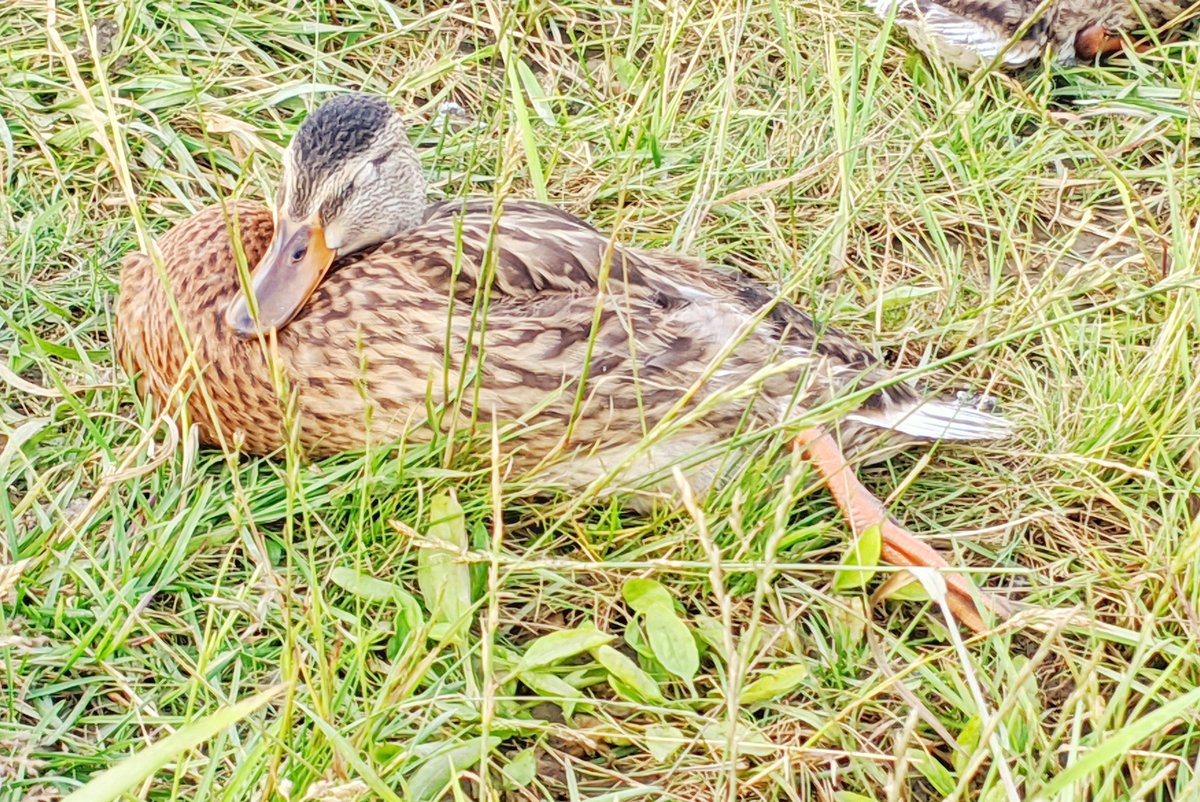  July 20 Duckling siesta time 