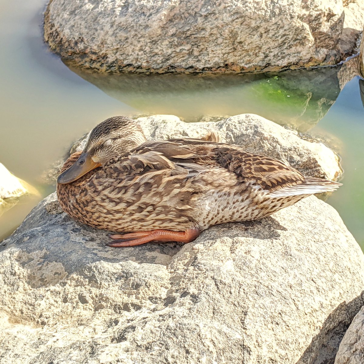  July 20 Duckling siesta time 