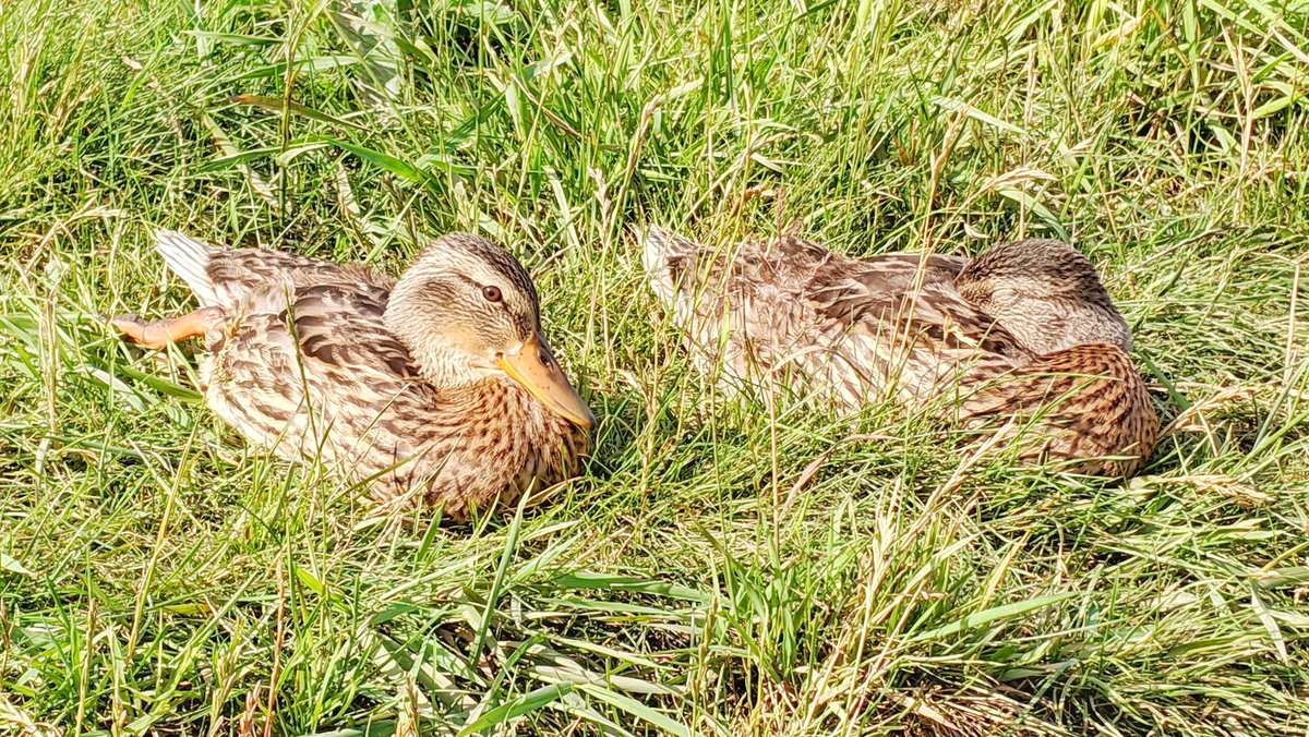  July 20 Duckling siesta time 